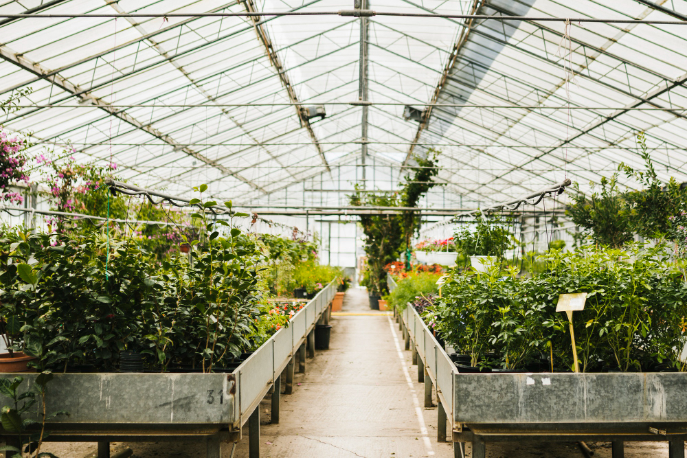 long-shot-inside-greenhouse