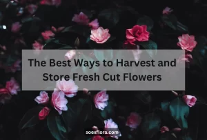 Harvest and Store Fresh Cut Flowers