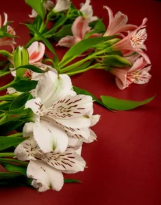 Alstroemeria